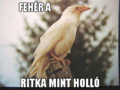 Feher hollo.png