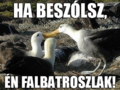 Albatrosz kem nykedik.png