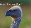 Cape vulture adult he.jpg