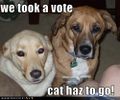 Funny-dog-pictures-dogs-voted-against-cat.jpg
