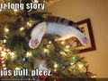 Funny-pictures-cat-is-stuck-in-your-christmas-tree.jpg