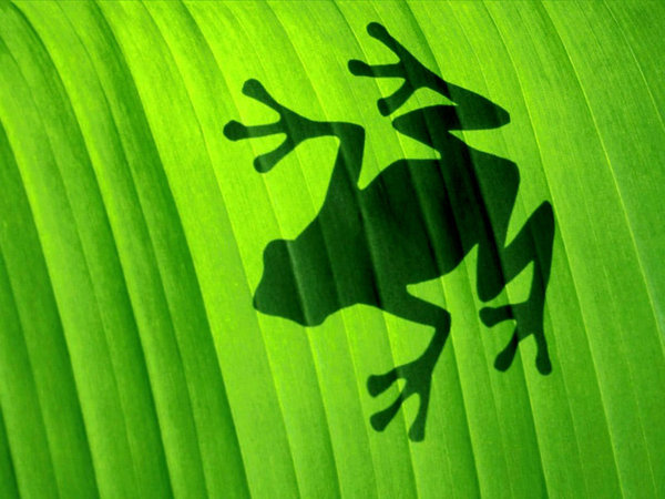 Shadow frog by michelleway.jpg