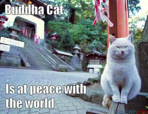 Buddha cat.jpg