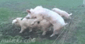 Pig electric fence.gif