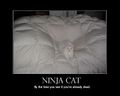 Ninja cat hides.jpg