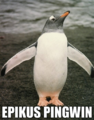 Pingwin.png