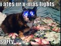 Funny-pictures-cat-ate-your-christmas-lights.jpg